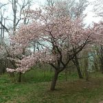 20165月緑ヶ丘公園　桜2(周辺)